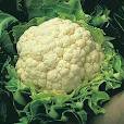 Coliflor